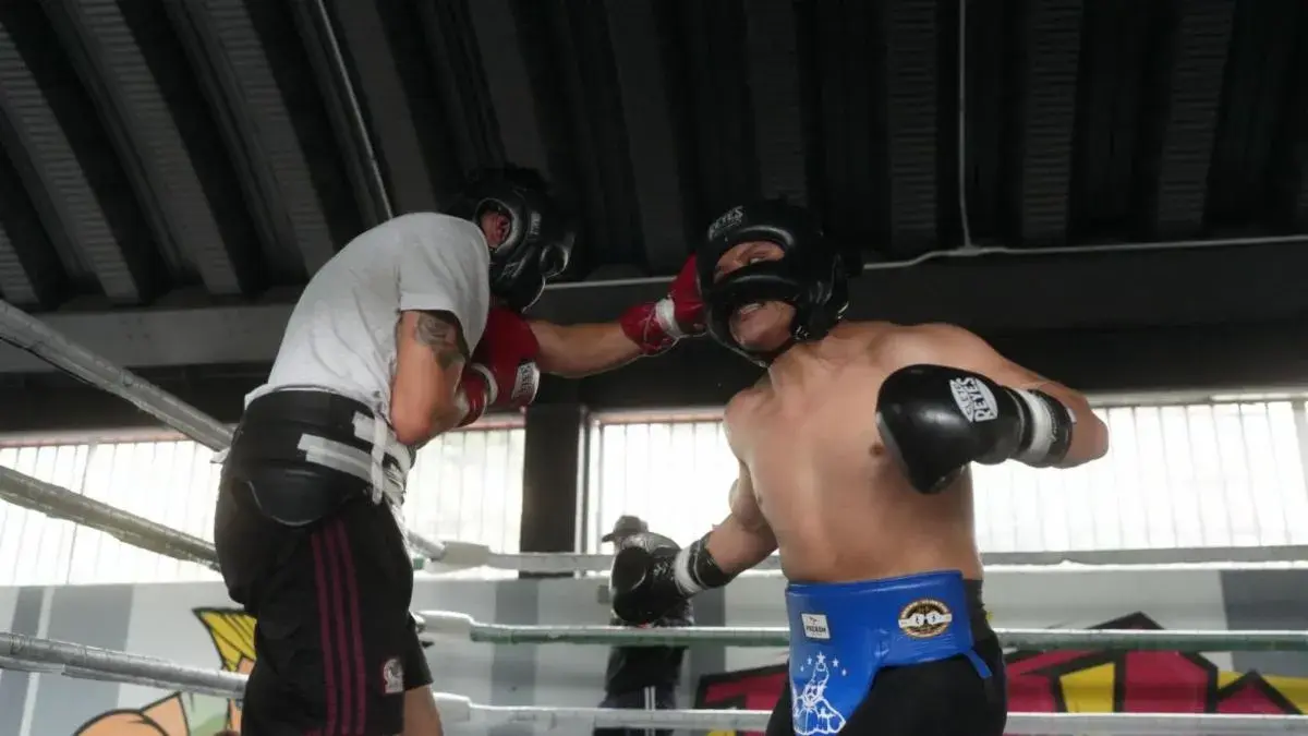 Pitbull sparring
